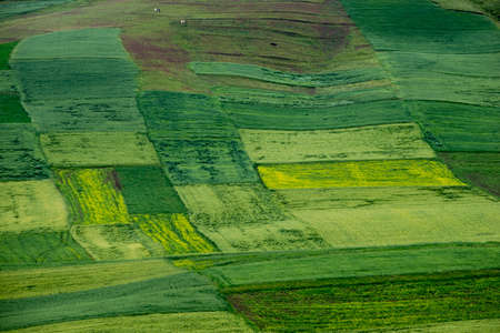 canola flower fieldの写真素材