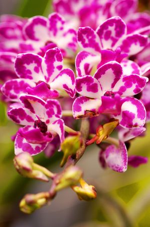 Colorful orchids blooming in the gardenの写真素材