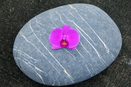 orchid and stone on beachの写真素材