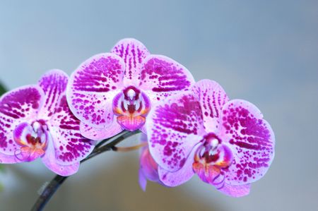 Colorful orchids blooming on a isolated backgroundの写真素材