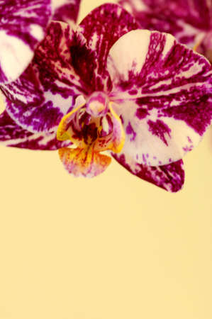 Colorful orchids blooming on a isolated backgroundの写真素材