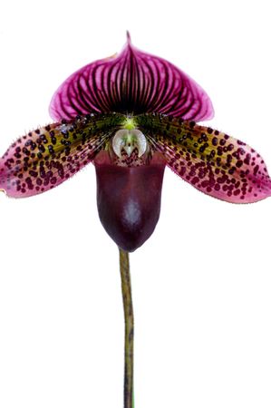 Colorful orchids blooming on a isolated backgroundの写真素材