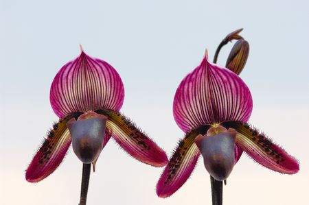 Colorful orchids blooming on a isolated backgroundの写真素材