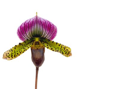 Colorful orchids blooming on a isolated backgroundの写真素材