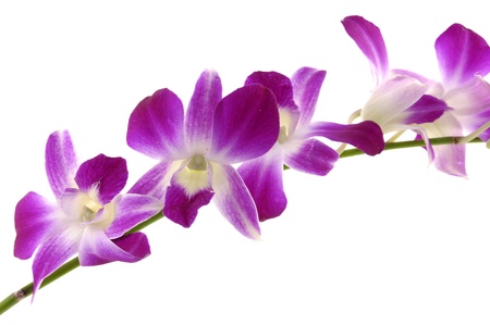 Purple phalaenopsis orchidの写真素材