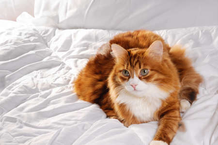 Big fluffy red cat is resting on the white bed.の写真素材
