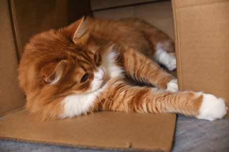 A red cat lies in a cardboard box. Close-upの写真素材