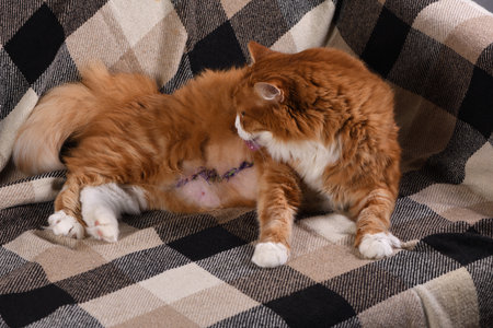 A ginger fluffy cat lies on the couch at home after surgery and licks the stitchesの写真素材
