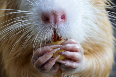 Myocastor coypus holds and eats food. Macro photoの写真素材