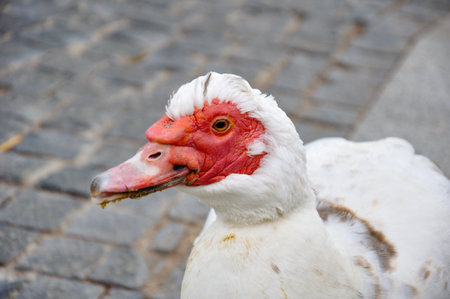 The musk gull has white plumage with a distinctive red fleshy growth around the eyes and beak. Close-upの写真素材