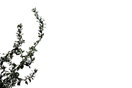 shadow tree  on white backgroundの写真素材