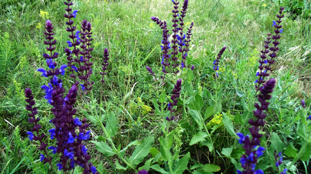 Beautiful nature background. Blue flowersの写真素材