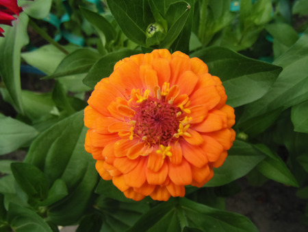 Flower background. Nature landscapeの写真素材