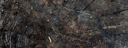 Dark wooden texture. Cracked tree slice wallpaper. Old stump backgroundの写真素材