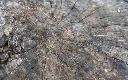 Old cracked tree slice background. Beautiful wooden textureの写真素材