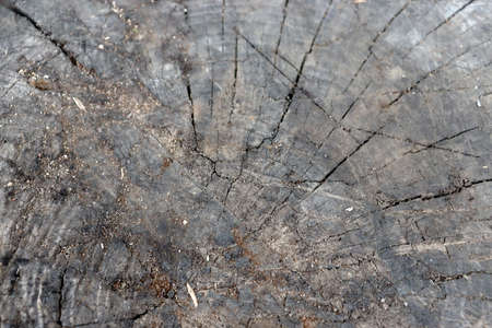 Old cracked black wooden background. Tree slice textureの写真素材