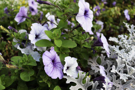 Beautiful delicat blooming blue flower background. Blue flowers in garden