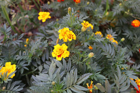 Beautiful romantic flowers. Orange flower. Nature background