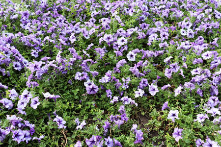 Delicate flower on garden. Romantic flowers field background. Blue flowers walpaperの写真素材