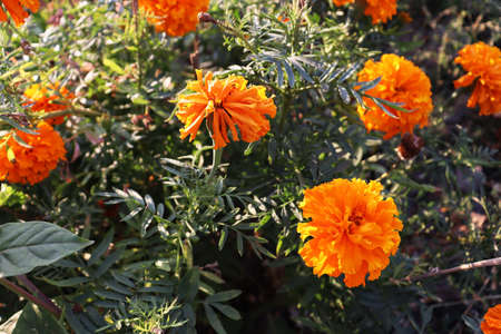 Beautiful orange delicate flowers background. Garden wallpaper