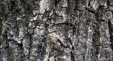 Beautiful gray bark texture for banner concept. Natural grunge wallpaperの写真素材
