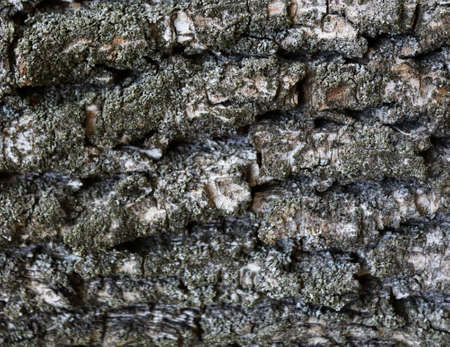 Old cracked and scratched bark texture. Beautiful wooden backgroundの写真素材