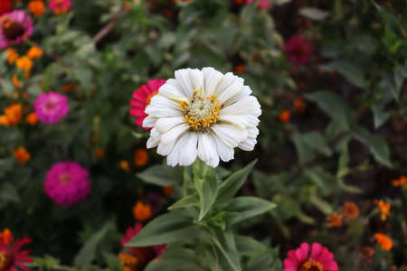 Beautiful white flower background. Nature wallpaper. Delicat romantic flowers backgrounds