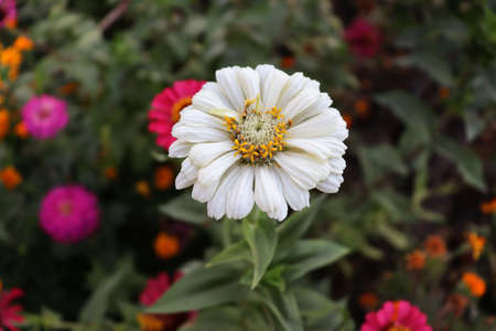 Nature wallpaper. Macro flower backdrop. Beautiful white flower backgroundの写真素材