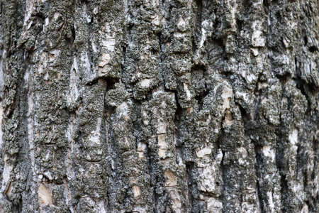 Old scracthed tree surface backdrop. Beautiful wooden background. Bark textureの写真素材