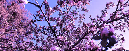 Beautiful nature background for banner. Blooming apple tree in garden with flowers. Abstract violet...