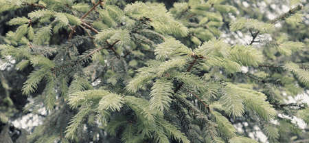 Beautiful pine forest texture. Natural forest background. Nature wallpaper