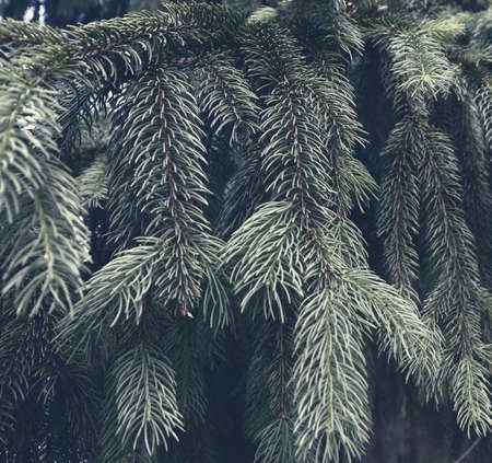 Beautiful forest backdrop. Natural texture. Pine woods background