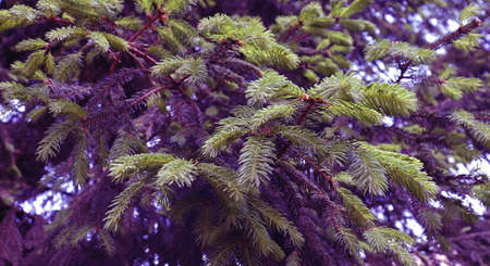 Beautiful pine forest texture. Pines tree in grove. Forest background