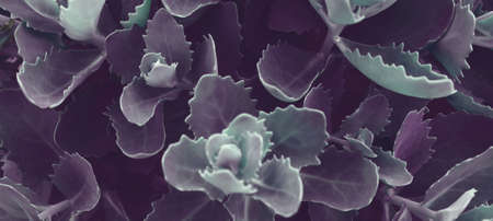 Beautiful natural garden background. Green plant texture. Floral wallpaper