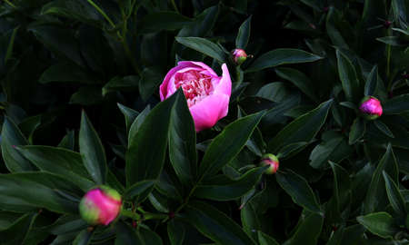 Floral banner, flower cover or header with vintage bouquets. Pink peonies, white roses isolated on green backgroundの写真素材