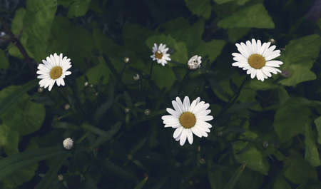 Beautiful natural scenic background. Chamomiles in garden wallpaper. Close up of chamomile flowerの写真素材