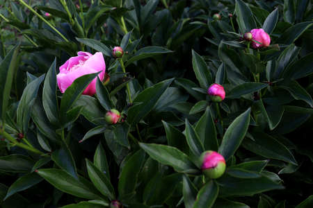 Floral banner concept. Pink peonies, white roses isolated on green backgroundの写真素材