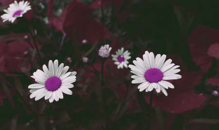 Close up of chamomile flower. Beautiful natural scenic background. Chamomiles in garden wallpaperの写真素材