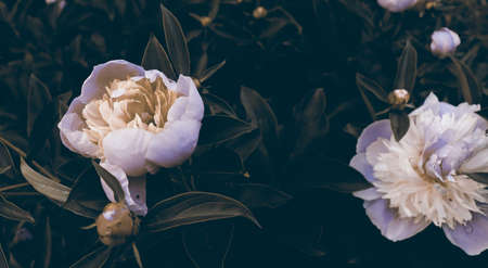 Beautiful peonies flower background with green leaves in garden. Nature scenic wallpaperの写真素材