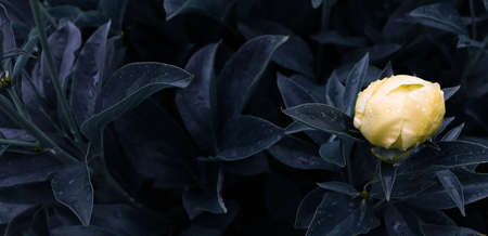Beautiful romantic flowers for natural banner concept. Garden wallpaper. Luxury flower backgroundの写真素材