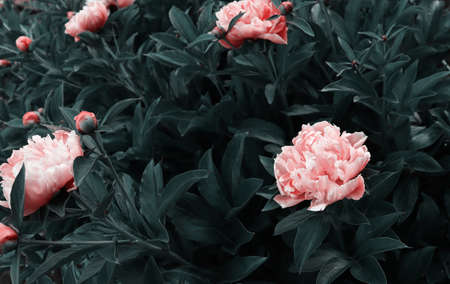 Romantic flowers blossom in garden. Natural wallpaper. Luxury flower blossom backgroundの写真素材