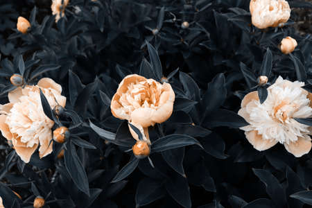 Beautiful romantic flowers in garden. Natural wallpaper. Luxury flower blossom backgroundの写真素材
