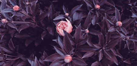 Beautiful romantic flowers in garden. Natural scenic wallpaper. Luxury flower backgroundの写真素材