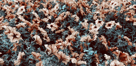 Beautiful flower background. Nature wallpaper. Delicate flowers field backdropの写真素材