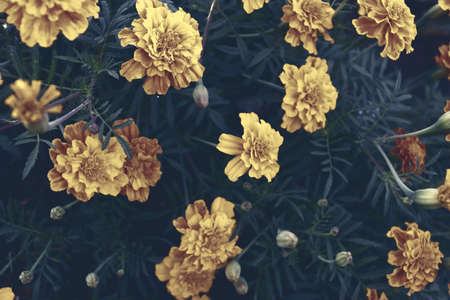 Delicate romantic flowers background. Blossom flower wallpaper. Natural banner backdrop