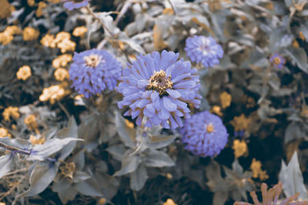 Beautiful colorful flowers on romantic field. Delicat pink flower backgroundの写真素材