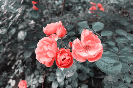 Beautiful delicate pink flowers background. Romantic flower in gardenの写真素材