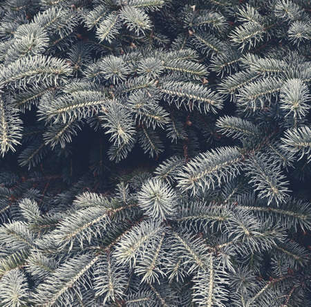 Beautiful green fir-tree texture. Art design decor for holiday background. Nature wallpaper