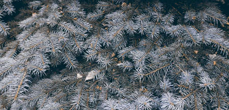 Beautiful green fir-tree texture. Art design decor for holiday background