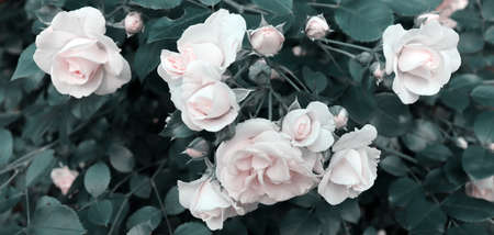 Beautiful romantic elegant nature banner concept. Flowers background. Delicate flower wallpaperの写真素材